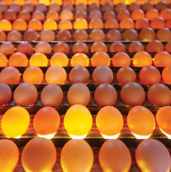 Classification - Fédération des producteurs d'œufs du Québec